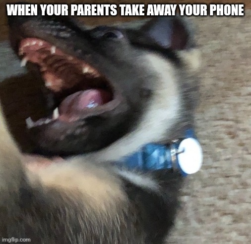 angy doggo | WHEN YOUR PARENTS TAKE AWAY YOUR PHONE | image tagged in angy doggo | made w/ Imgflip meme maker