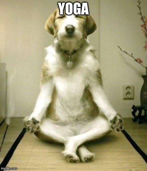 Yoga Dog | YOGA | image tagged in yoga dog | made w/ Imgflip meme maker