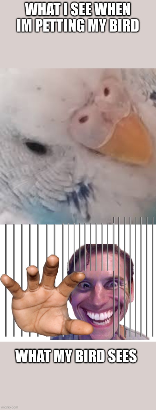 sheesh i just trying to pet ya XD | WHAT I SEE WHEN IM PETTING MY BIRD; WHAT MY BIRD SEES | image tagged in did i ask budgie,blank white template | made w/ Imgflip meme maker