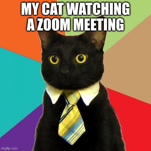 Professor Cat |  MY CAT WATCHING A ZOOM MEETING | image tagged in memes,business cat | made w/ Imgflip meme maker