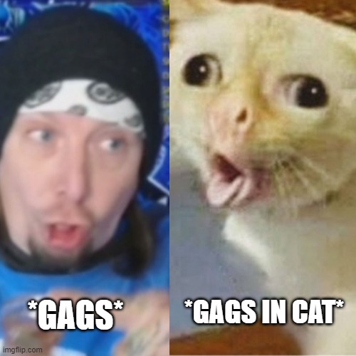 GAGS | *GAGS IN CAT*; *GAGS* | image tagged in negz,gag,cat | made w/ Imgflip meme maker