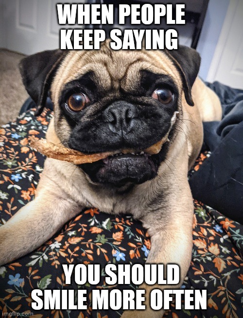 Fake it til you make it | WHEN PEOPLE KEEP SAYING; YOU SHOULD SMILE MORE OFTEN | image tagged in fake smile,pug,pugs,dogs,smile,fake | made w/ Imgflip meme maker