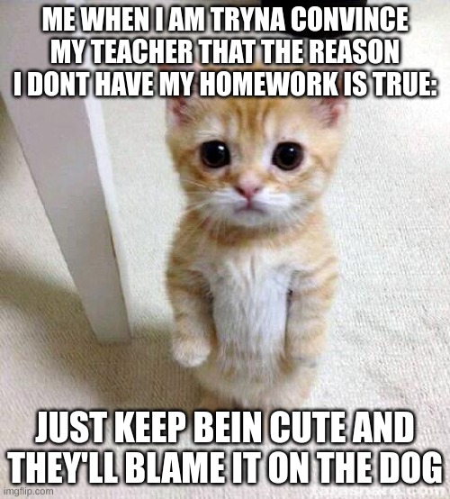 Cute Cat Meme | ME WHEN I AM TRYNA CONVINCE MY TEACHER THAT THE REASON I DONT HAVE MY HOMEWORK IS TRUE:; JUST KEEP BEIN CUTE AND THEY'LL BLAME IT ON THE DOG | image tagged in memes,cute cat | made w/ Imgflip meme maker