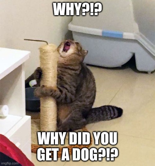 Over Dramatic Cat | WHY?!? WHY DID YOU GET A DOG?!? | image tagged in over dramatic cat | made w/ Imgflip meme maker