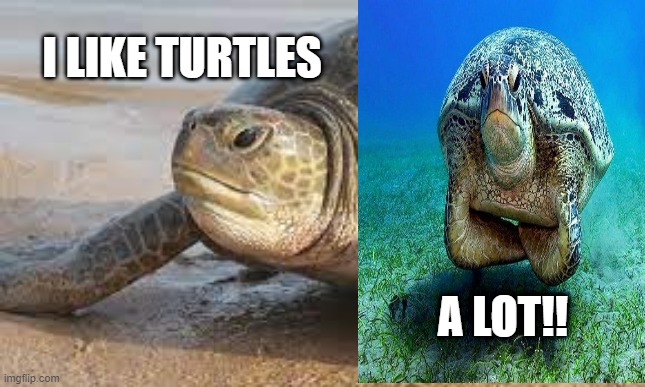 THE TURTLE TITLE | I LIKE TURTLES; A LOT!! | image tagged in turtle | made w/ Imgflip meme maker