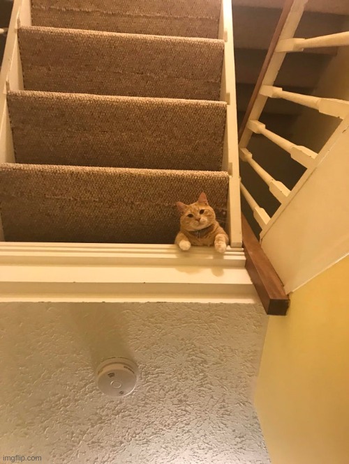 Cat bruh | image tagged in cat bruh | made w/ Imgflip meme maker