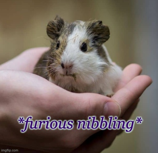 Because it makes me happy |  *furious nibbling* | image tagged in cute,guinea pig | made w/ Imgflip meme maker