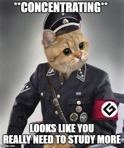 Grammar Nazi Cat | **CONCENTRATING** LOOKS LIKE YOU REALLY NEED TO STUDY MORE | image tagged in grammar nazi cat | made w/ Imgflip meme maker