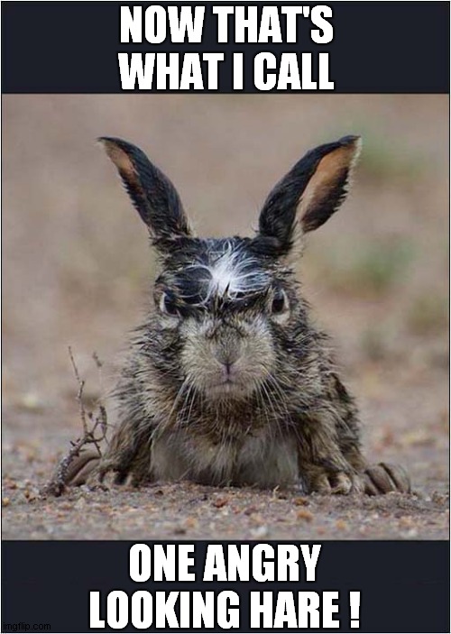 Stay Back ! | NOW THAT'S WHAT I CALL; ONE ANGRY LOOKING HARE ! | image tagged in fun,now that's what i call,hare,angry | made w/ Imgflip meme maker