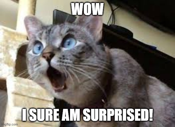 Surprised cat | WOW I SURE AM SURPRISED! | image tagged in surprised cat | made w/ Imgflip meme maker
