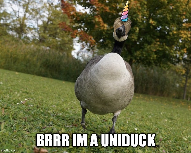 uniduck | BRRR IM A UNIDUCK | image tagged in unimpressed duck,omg karen,unicorn,uniduck | made w/ Imgflip meme maker