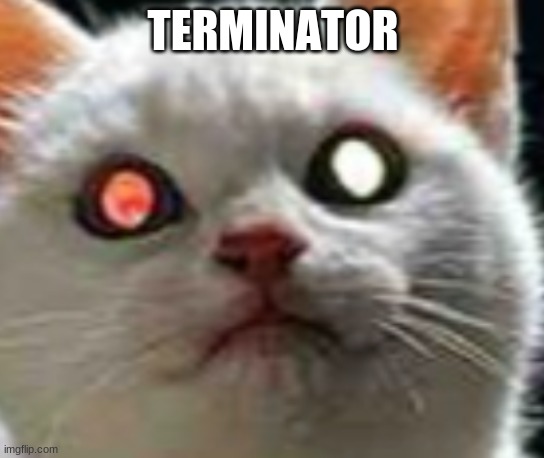 kitty Terminator | TERMINATOR | image tagged in terminator robot t-800 | made w/ Imgflip meme maker