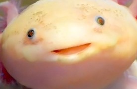 High Quality Axolotl has been desturbed Blank Meme Template