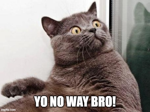 Surprised cat | YO NO WAY BRO! | image tagged in surprised cat | made w/ Imgflip meme maker