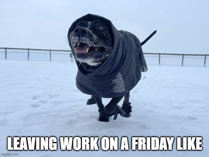 Leaving work on a Friday! | LEAVING WORK ON A FRIDAY LIKE | image tagged in dog,friday,working,weekend | made w/ Imgflip meme maker
