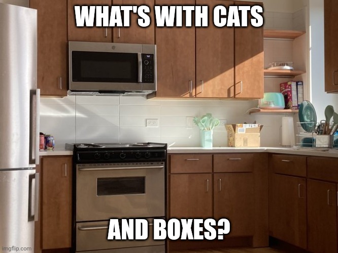 KITTY LIKES THE BOX | WHAT'S WITH CATS; AND BOXES? | image tagged in cats,funny cats,box | made w/ Imgflip meme maker