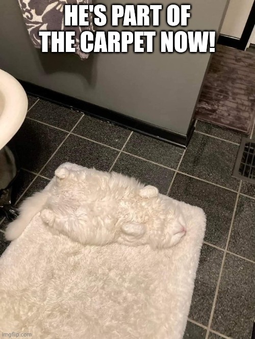 IT'S THE KITTIES PERSONAL CAMO | HE'S PART OF THE CARPET NOW! | image tagged in cats,funny cats | made w/ Imgflip meme maker