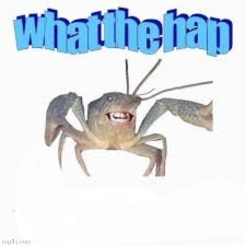 What the hap | image tagged in what the hap | made w/ Imgflip meme maker
