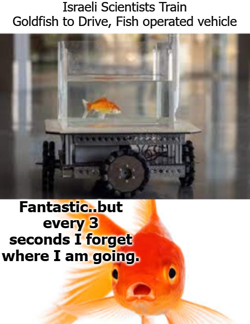 Israeli Scientists Train Goldfish to Drive, Fish operated vehicle; Fantastic..but every 3 seconds I forget where I am going. | image tagged in fish | made w/ Imgflip meme maker