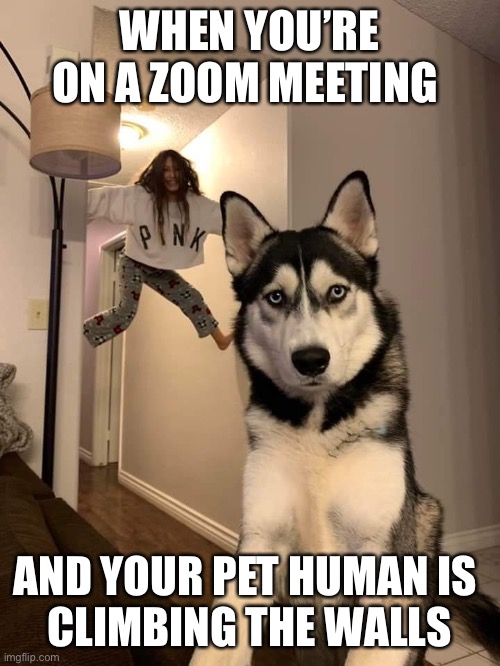 Pet fun. #husky | WHEN YOU’RE ON A ZOOM MEETING; AND YOUR PET HUMAN IS 
CLIMBING THE WALLS | image tagged in husky | made w/ Imgflip meme maker