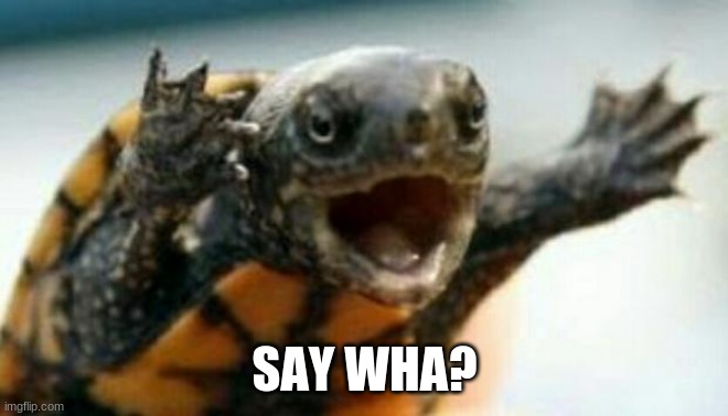 Turtle Say What? | SAY WHA? | image tagged in turtle say what | made w/ Imgflip meme maker