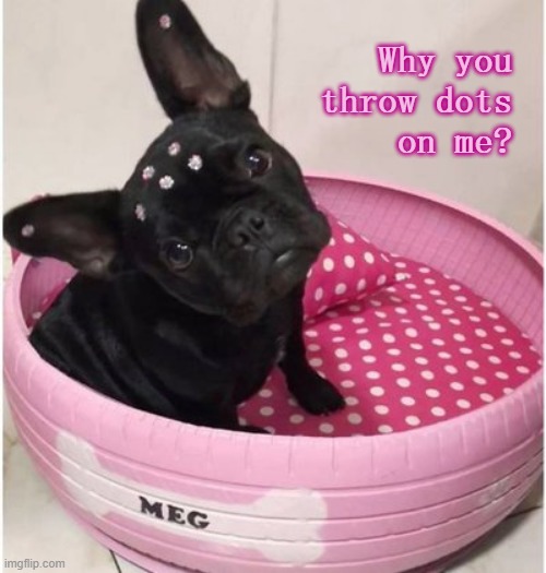 Meet Dotty | Why you
throw dots
on me? | image tagged in dogs,dog,funny dogs | made w/ Imgflip meme maker