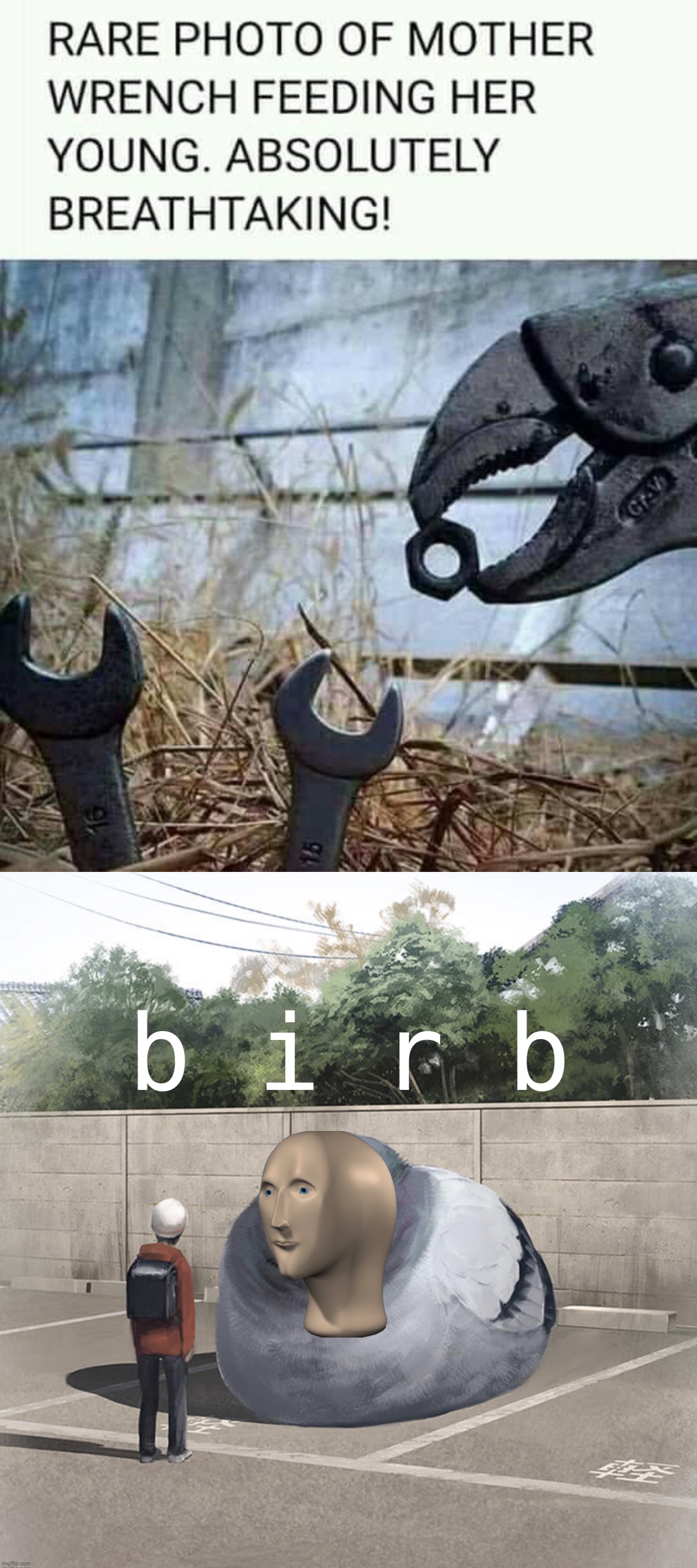 b i r b | image tagged in mother wrench feeding her young,meme man birb,b,i,r,birb | made w/ Imgflip meme maker