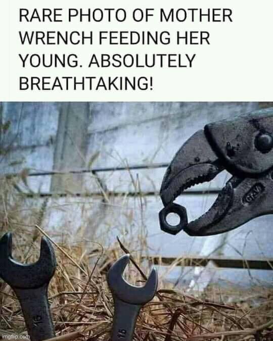 Mother wrench feeding her young | image tagged in mother wrench feeding her young | made w/ Imgflip meme maker