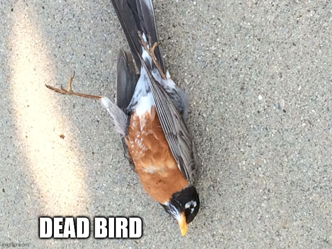 Dead Bird | DEAD BIRD | image tagged in dead bird | made w/ Imgflip meme maker