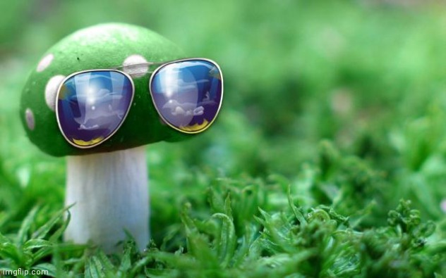 Deal With it Mushroom | image tagged in deal with it mushroom | made w/ Imgflip meme maker