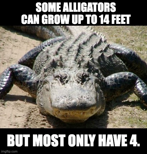 Gator | SOME ALLIGATORS CAN GROW UP TO 14 FEET; BUT MOST ONLY HAVE 4. | image tagged in alligators r funny | made w/ Imgflip meme maker