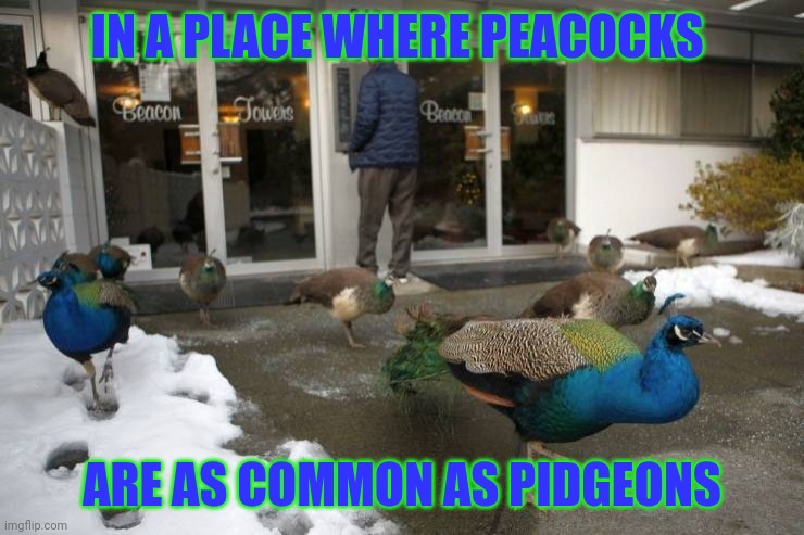 Peacock paradise | IN A PLACE WHERE PEACOCKS; ARE AS COMMON AS PIDGEONS | image tagged in memes | made w/ Imgflip meme maker