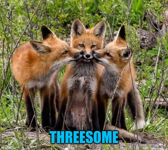 Foxy! | THREESOME | image tagged in memes,foxes | made w/ Imgflip meme maker