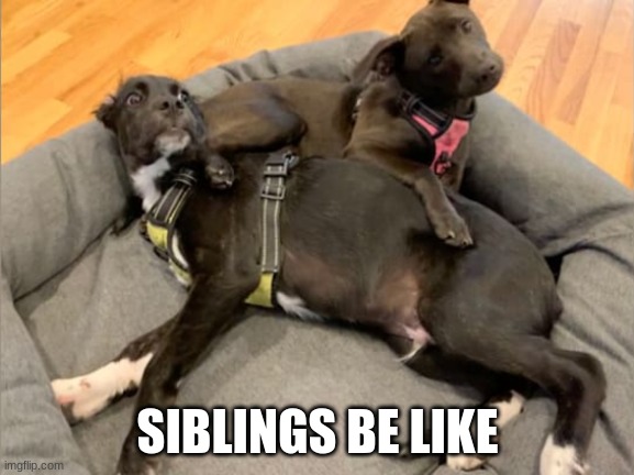 siblings... | SIBLINGS BE LIKE | image tagged in brothers and sisters be like | made w/ Imgflip meme maker