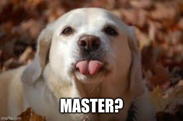 Dog Sticking Tongue Out | MASTER? | image tagged in dog sticking tongue out | made w/ Imgflip meme maker