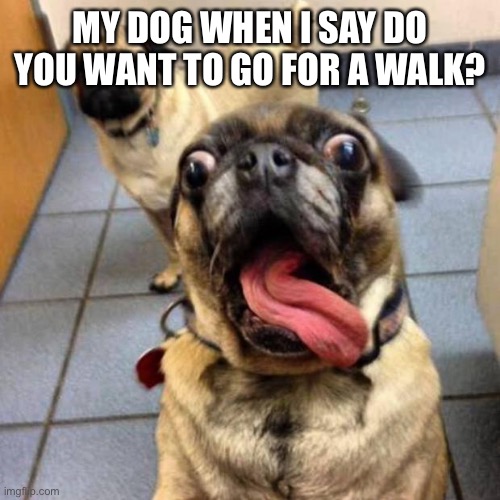 Dogs love walks | MY DOG WHEN I SAY DO YOU WANT TO GO FOR A WALK? | image tagged in crazy dog | made w/ Imgflip meme maker