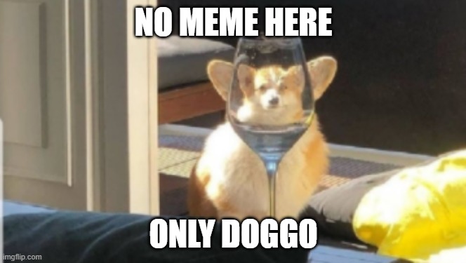 no meme | NO MEME HERE; ONLY DOGGO | image tagged in doggo | made w/ Imgflip meme maker