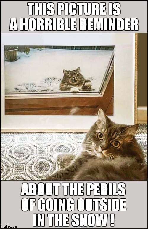 A Cats Winter Warning ! | THIS PICTURE IS A HORRIBLE REMINDER; ABOUT THE PERILS
OF GOING OUTSIDE
IN THE SNOW ! | image tagged in cats,meme,snow,baby its cold outside | made w/ Imgflip meme maker
