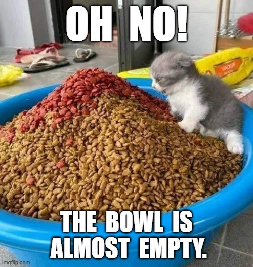 Oh no! | OH  NO! THE  BOWL  IS  ALMOST  EMPTY. | image tagged in cute cat | made w/ Imgflip meme maker