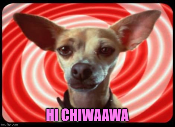 taco bell dog | HI CHIWAAWA | image tagged in taco bell dog | made w/ Imgflip meme maker