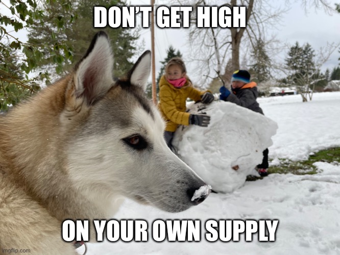 husky | DON’T GET HIGH; ON YOUR OWN SUPPLY | image tagged in drugs are bad | made w/ Imgflip meme maker