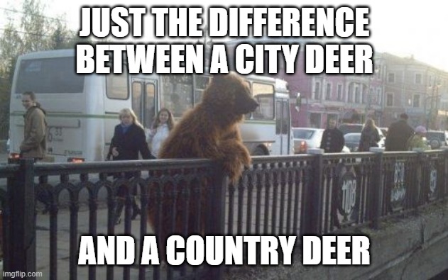 City Bear Meme | JUST THE DIFFERENCE BETWEEN A CITY DEER AND A COUNTRY DEER | image tagged in memes,city bear | made w/ Imgflip meme maker