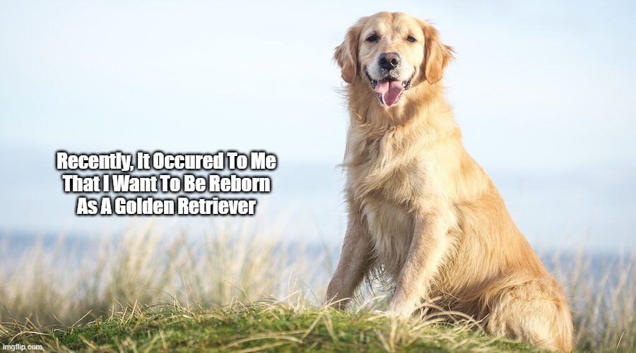"It Occurred To Me Recently That I Want To Be Reborn As A..." |  Recently, It Occured To Me 
That I Want To Be Reborn 
As A Golden Retriever | image tagged in golden retriever,rebirth,reincarnation | made w/ Imgflip meme maker