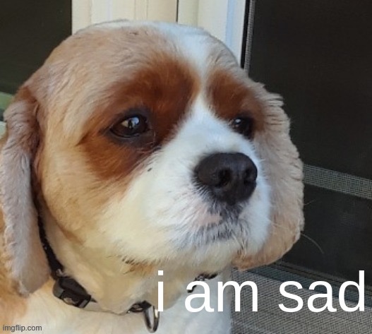 i am sad narwhal doge | image tagged in i am sad narwhal doge | made w/ Imgflip meme maker