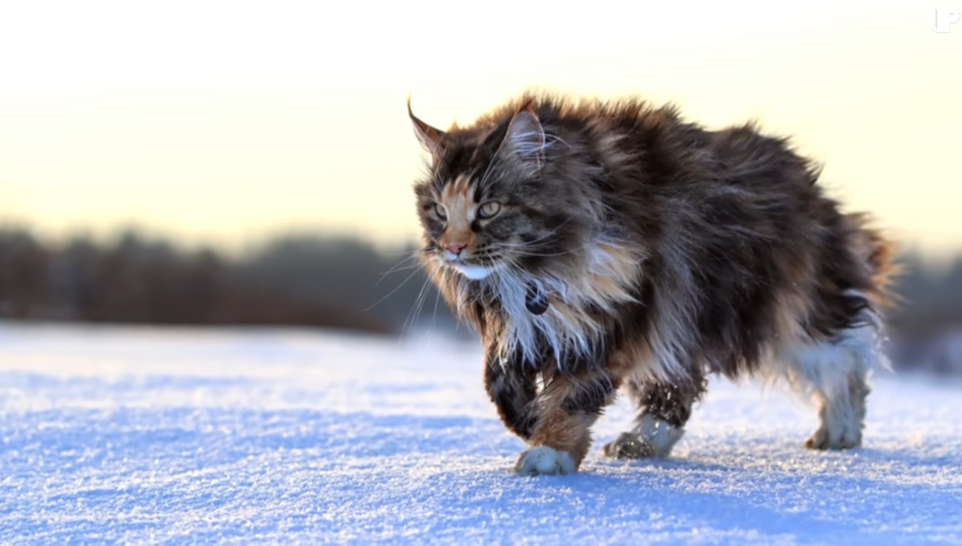 High Quality maine coon cat Blank Meme Template