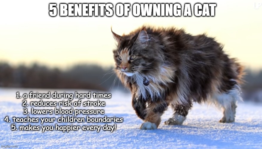 love that cat | 5 BENEFITS OF OWNING A CAT; 1. a friend during hard times
2. reduces risk of stroke
3. lowers blood pressure
4. teaches your children boundaries
5. makes you happier every day! | image tagged in maine coon cat,cat,health,benefits | made w/ Imgflip meme maker
