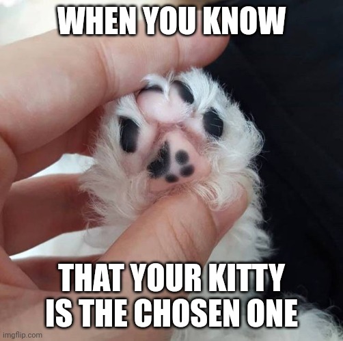 HE HAS "THE MARK" | WHEN YOU KNOW; THAT YOUR KITTY IS THE CHOSEN ONE | image tagged in cats,funny cats | made w/ Imgflip meme maker