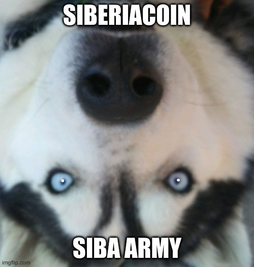 crypto addict | SIBERIACOIN; SIBA ARMY | image tagged in memes,cryptocurrency | made w/ Imgflip meme maker