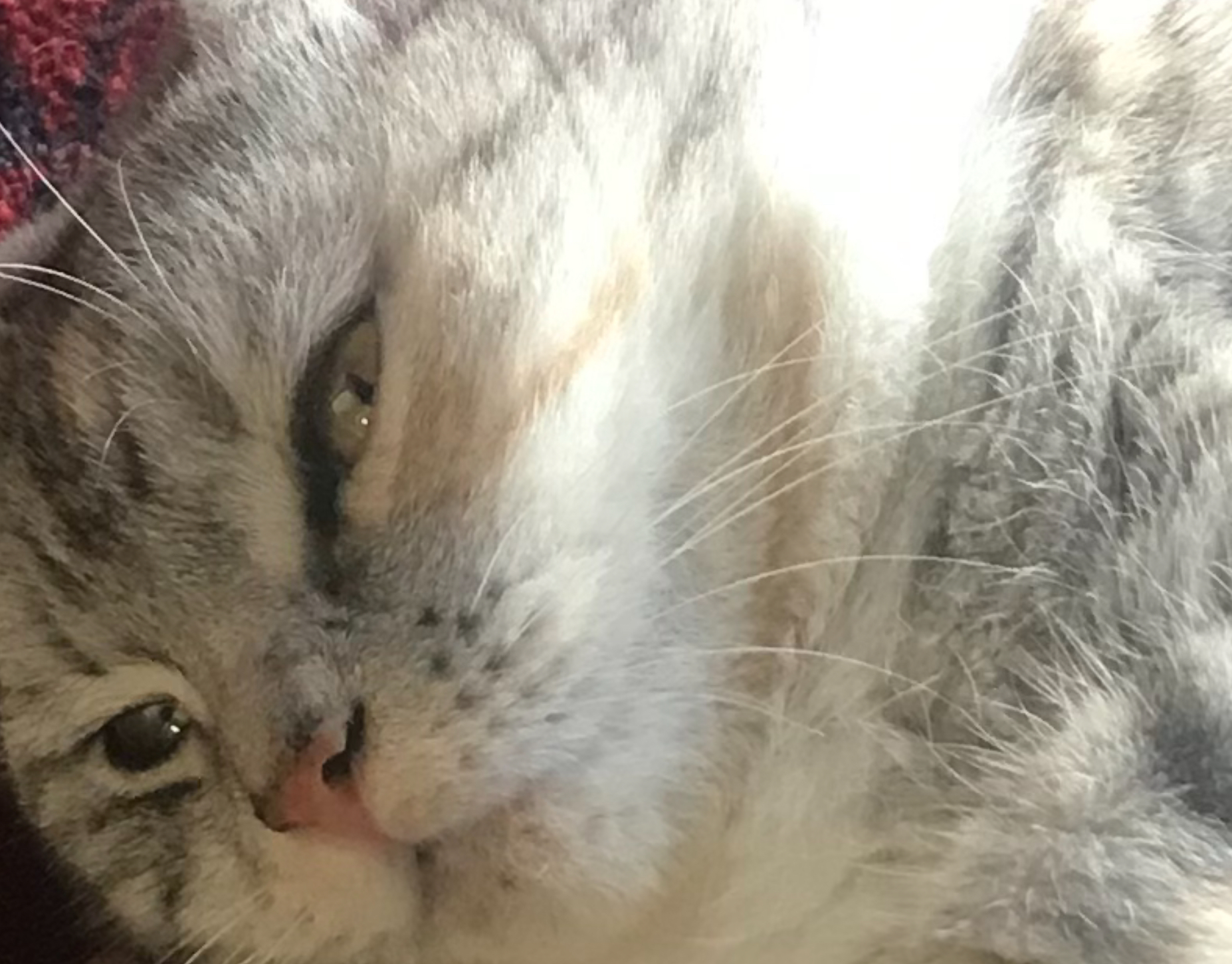 High Quality The tired annoyed cat Blank Meme Template