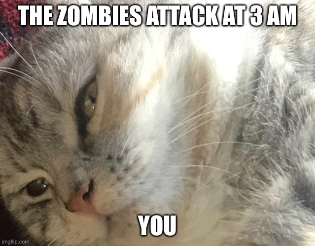 The tired annoyed cat | THE ZOMBIES ATTACK AT 3 AM; YOU | image tagged in the tired annoyed cat | made w/ Imgflip meme maker